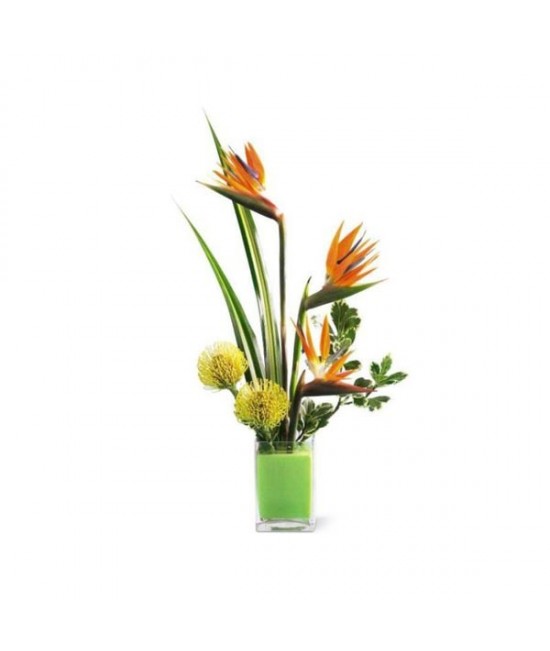 The Tropical Bright Arrangement The Tropical Bright Arrangement